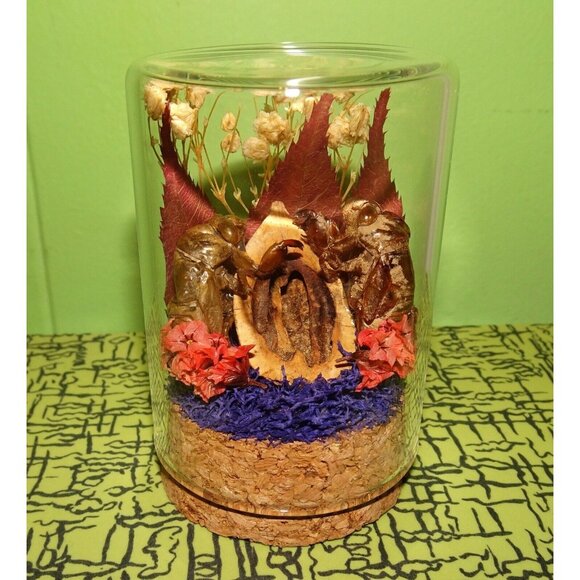 Two Cicada Skins Nut Shell & Dried Flowers Oddity Jar witchy goth taxidermy - Picture 8 of 13